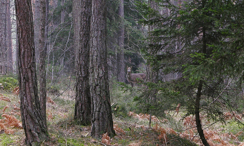 Giro in abetaia e pineta.